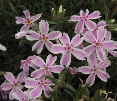 Phlox subulata Candy Stripe - Creeping Phlox