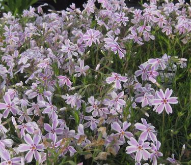 Phlox subulata Candy Stripe