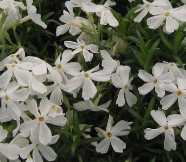 Phlox subulata Snowflake