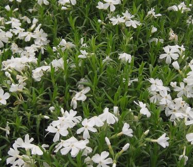 Phlox subulata Snowflake - Creeping Phlox