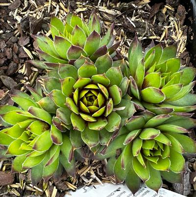 Sempervivum CHICK CHARMS® 'Gold Rush'