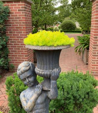 Sedum rupestre 'Angelina' - Stone Orpine (@ MSU)