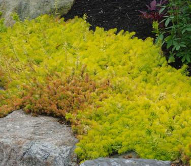 Sedum rupestre Angelina (@ Maine Bot Garden)