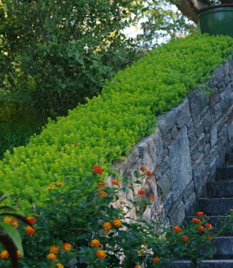 Sedum rupestre Angelina @ Chanticleer