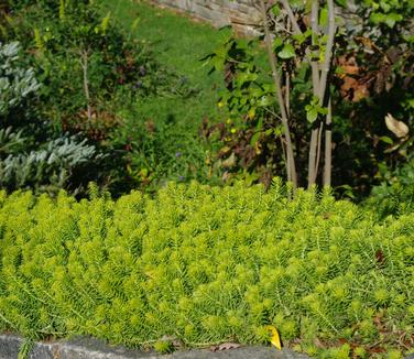 Sedum rupestre Angelina - Stone Orpine