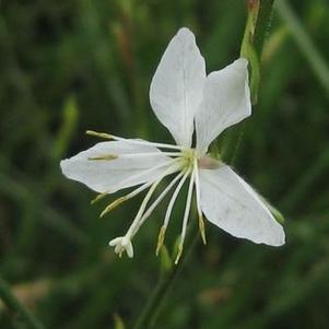 Gaura lindheimeri Whirling Butterflies