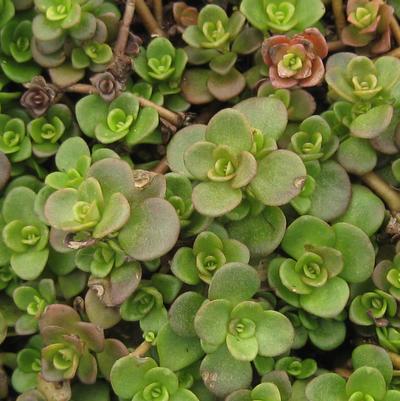 Sedum tetractinum Coral Reef