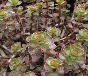 Sedum spurium Fulda Glow