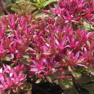 Sedum spurium Dragon's Blood