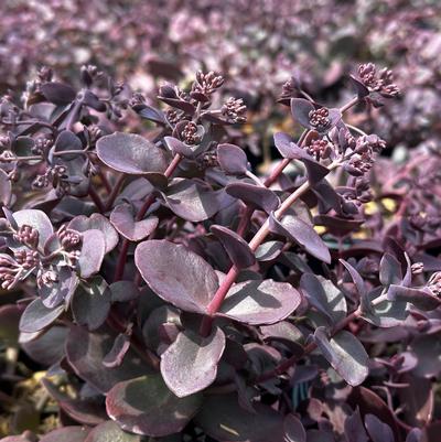 Sedum x Sunsparkler® 'Cherry Tart'