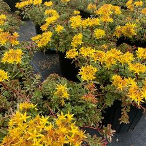 Sedum floriferum Weihenstephaner Gold