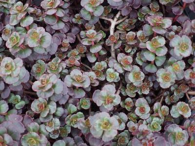 Sedum spurium Fulda Glow - Two Row Stonecrop 