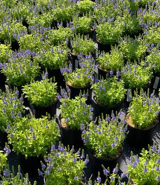 Veronica prostrata 'Aztec Gold' - Creeping Speedwell from Pleasant Run Nursery