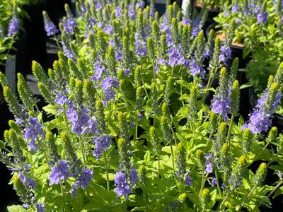 Veronica prostrata Aztec Gold