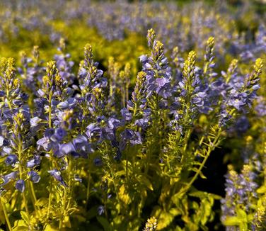 Veronica prostrata 'Aztec Gold' - Creeping Speedwell from Pleasant Run Nursery