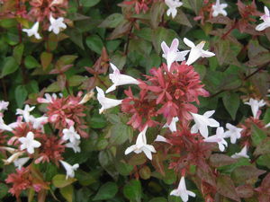 Abelia x zanderi Little Richard