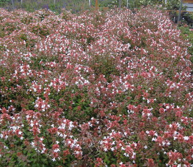 Abelia x zanderi Little Richard