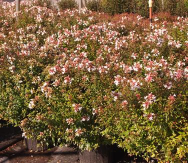 Abelia x zanderi Little Richard 