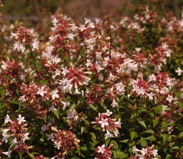 Abelia x zanderi 'Little Richard'