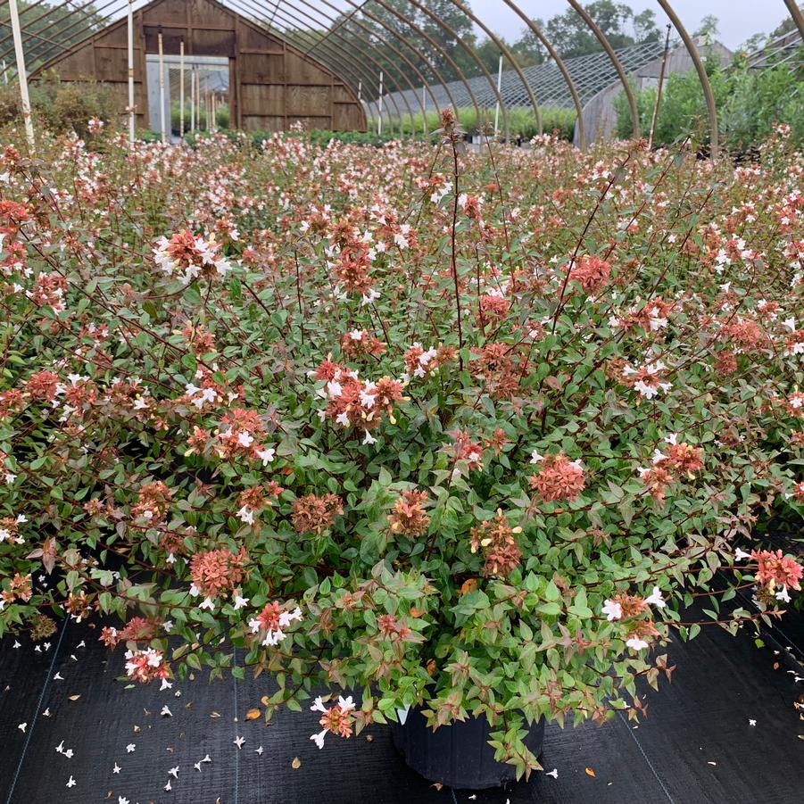 Abelia x zanderi 'Little Richard' - Little Richard Abelia