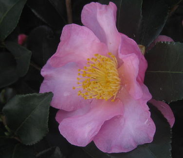 Camellia x 'Long Island Pink'