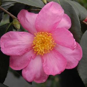 Camellia x Winter's Star