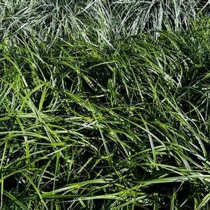 Carex oshimensis Everlime