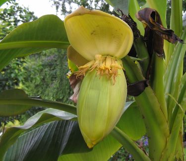 Musa basjoo - Japanese Fiber Banana (friut)