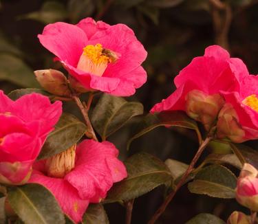 Camellia x Spring's Promise