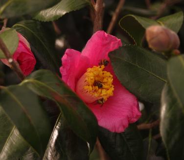 Camellia x Spring's Promise