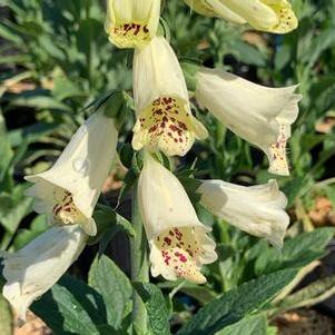 Digitalis purpurea Dalmatian Creme