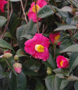 Camellia x Spring's Promise