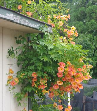 Campsis grandiflora 'Morning Calm'