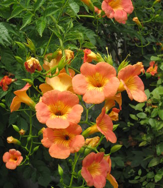 Campsis grandiflora Morning Calm