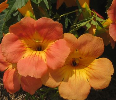 Campsis grandiflora 'Morning Calm'