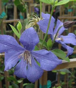 Clematis durandii - Durandii Clematis