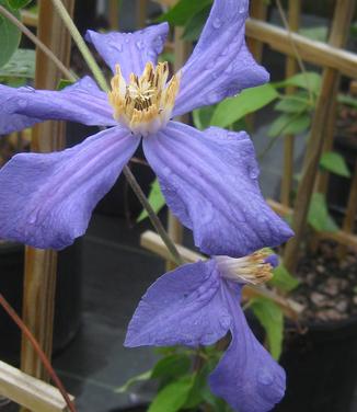 Clematis durandii - Durandii Clematis