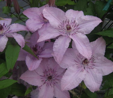 Clematis Hagley Hybrid 