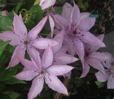 Clematis Hagley Hybrid