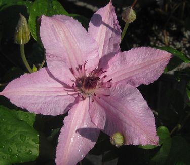 Clematis 'Hagley Hybrid'