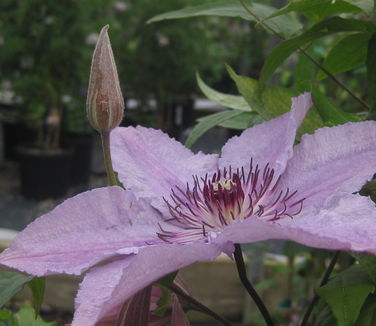 Clematis Hagley Hybrid 