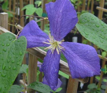 Clematis Jackmanii Superba