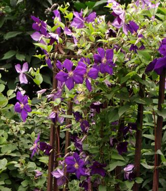 Clematis Jackmanii Superba