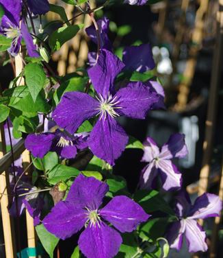 Clematis Jackmanii Superba