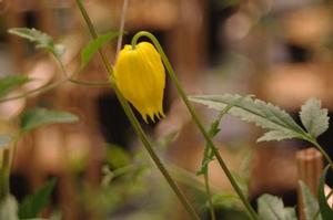 Clematis tangutica 