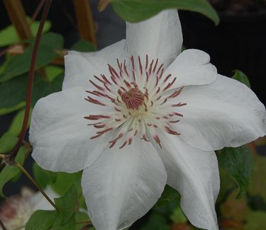 Clematis 'Henryi'