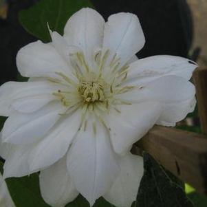 Clematis Duchess of Edinburgh