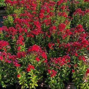 Phlox paniculata Flame Red