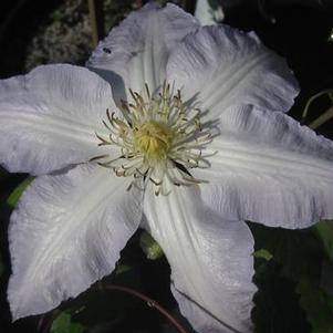 Clematis Gillian Blades