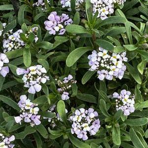 Iberis sempervirens First Flush™ 'Lavender'